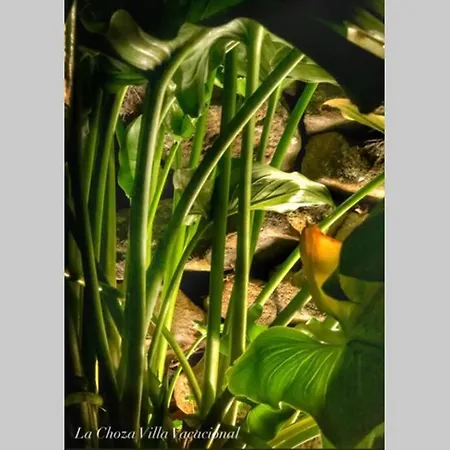 La Choza Vacacional *